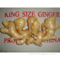 Good Quality Fresh Ginger